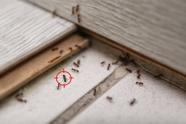 Best Wildlife Control Services  in Hutchinson Island South, FL