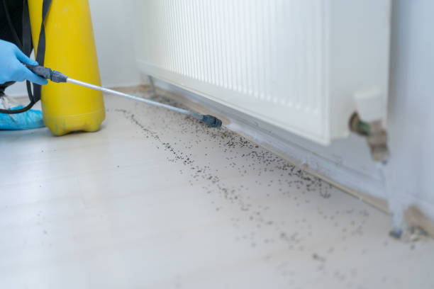 Best Emergency Pest Control  in Hutchinson Island South, FL
